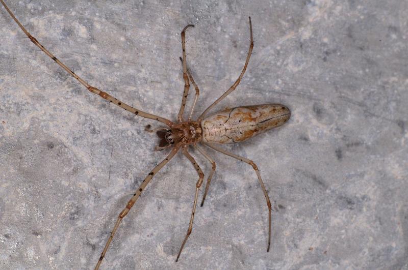 Tetragnatha_ZZ552_D7065_Z_90_Camping at Hopi hollow_Australie.jpg